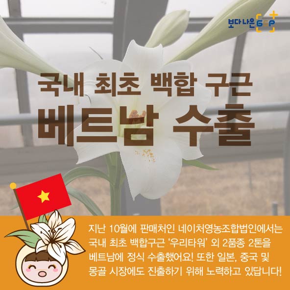 GSP 품종뉴스 - 백합편 백합_05.jpg