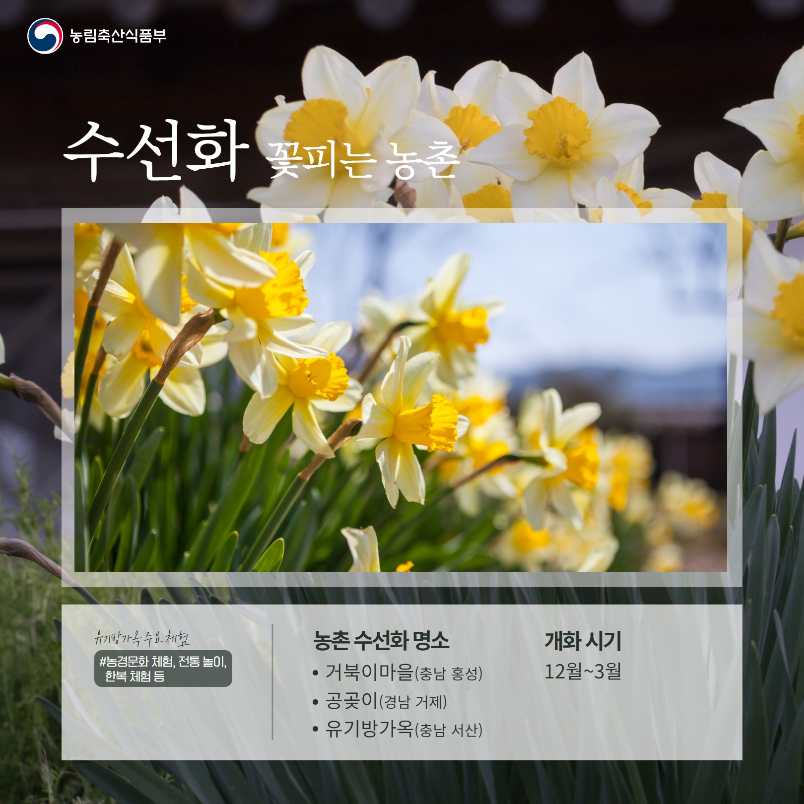 완연한 봄날씨에 농촌으로 꽃구경 가세요! (봄꽃 농촌 여행지 소개)  꽃 개화시기 6.jpg
