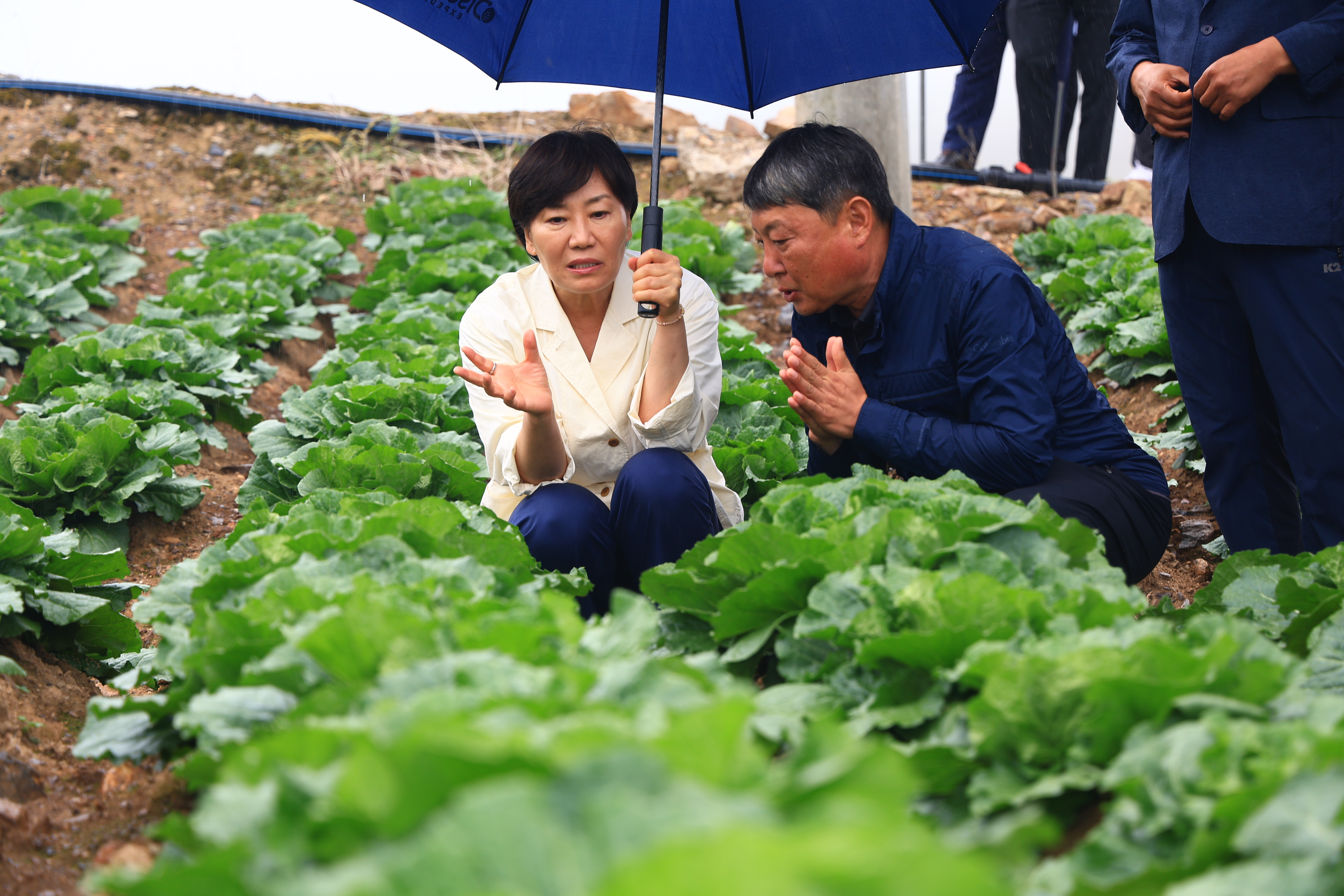 송미령 장관, 여름배추 생육상황 점검