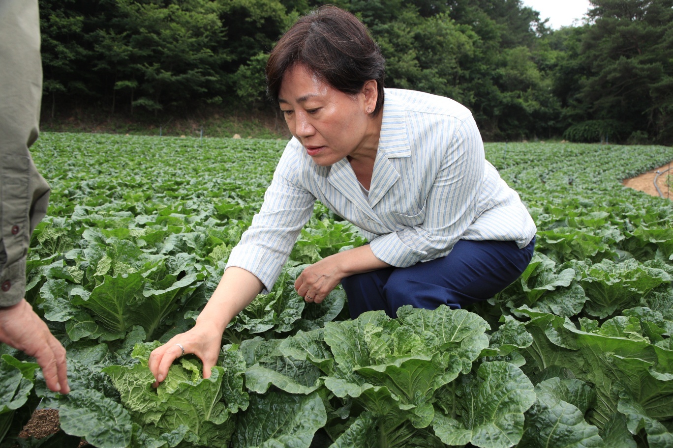 송미령 장관, 여름배추 재배현장 및 출하조절시설 방문