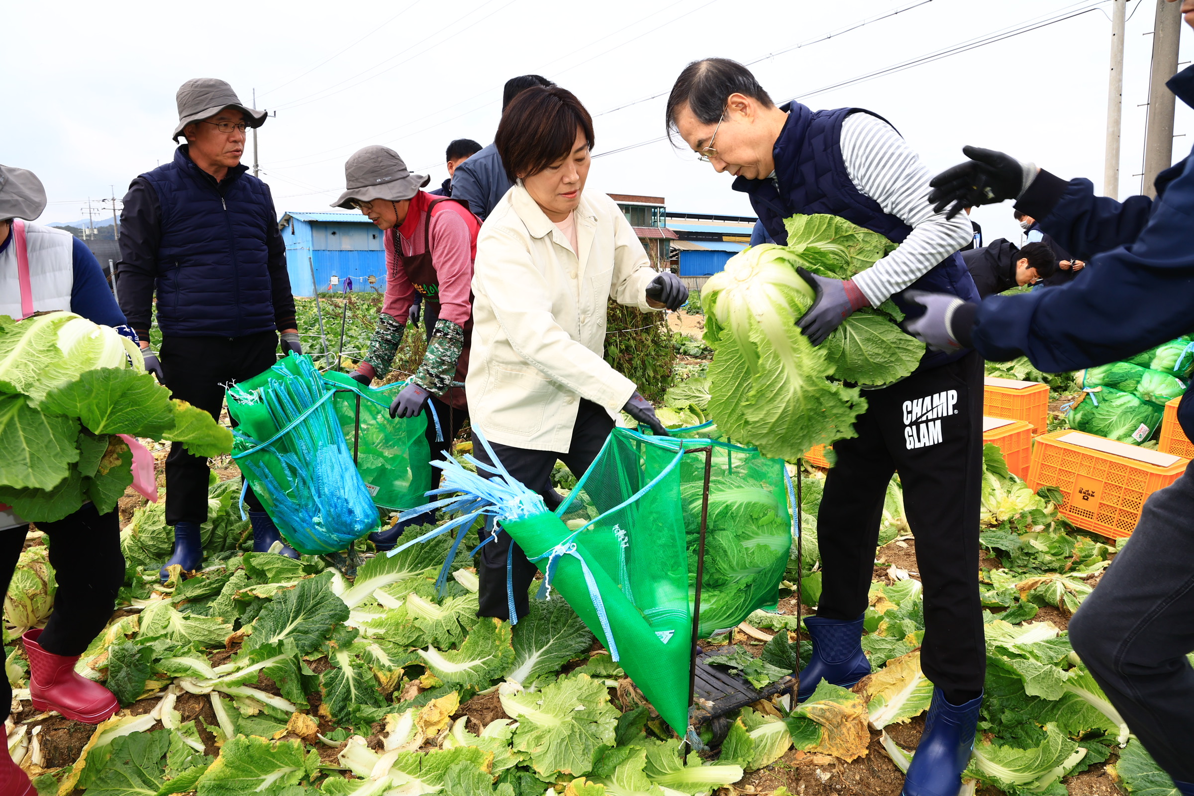 송미령 장관, 한덕수 국무총리와 함께 배추 수확현장 찾아 김장재료 수급상황 등 점검