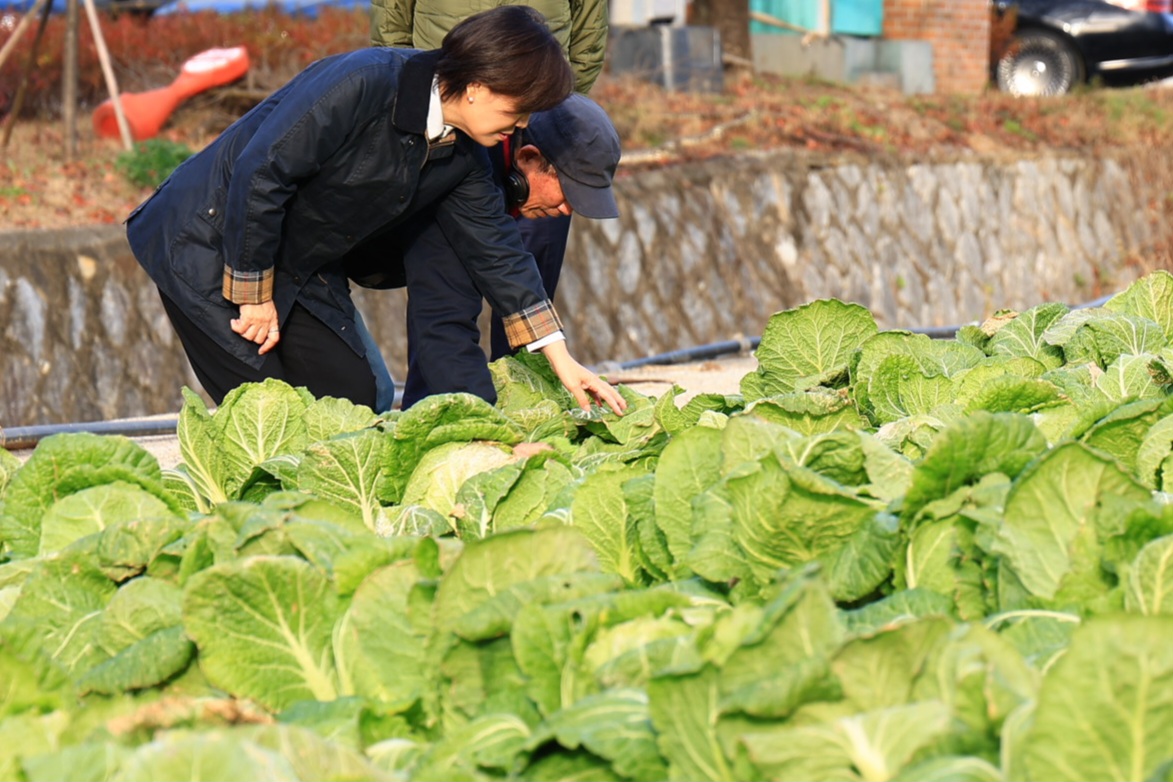 송미령 장관, 충북 괴산군 방문하여 김장배추 생육 및 절임배추 가공 상황 점검