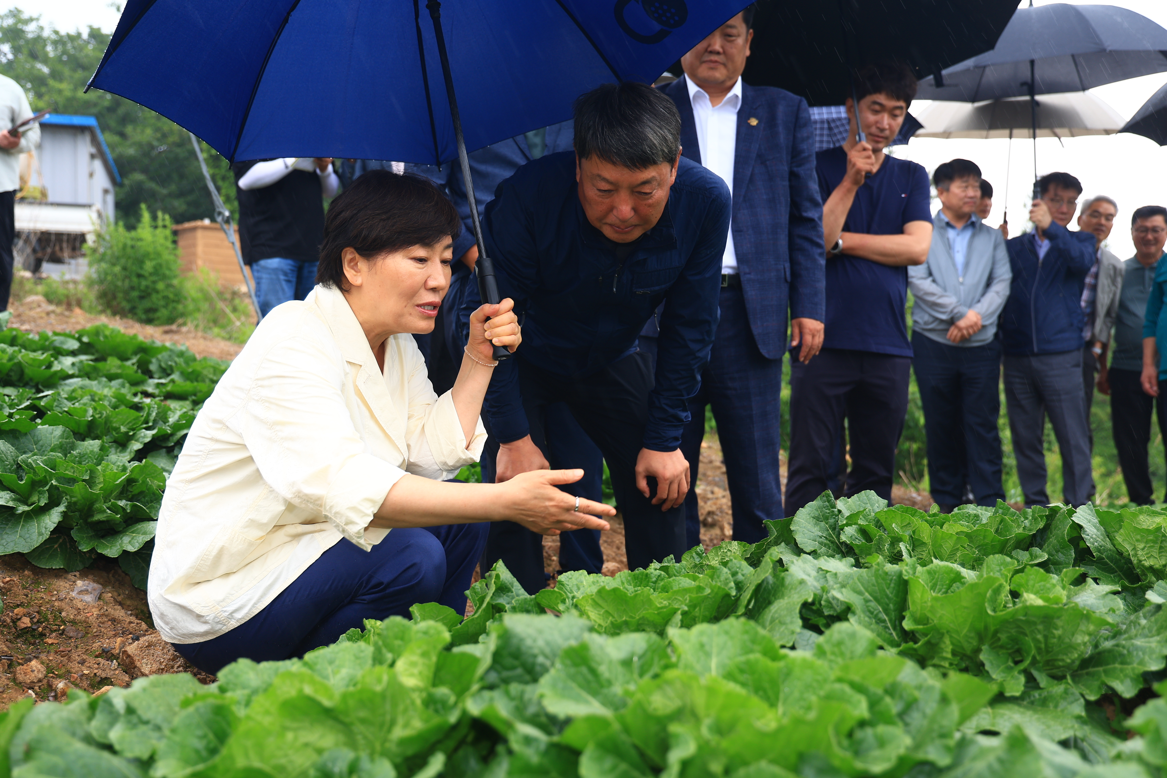 송미령 장관, 여름배추 생육상황 점검
