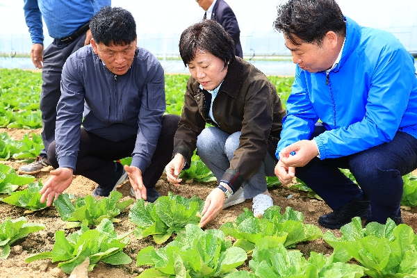 송미령 농림축산식품부 장관은 4월 17일(목) 충남 아산시 배방읍에 위치한 노지 봄배추 재배현장을 찾아 생육상황을 점검하였습니다.